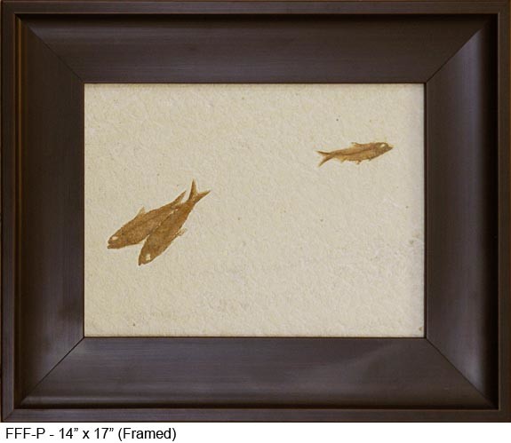 Framed Fish Fossil - P - NaturesScene