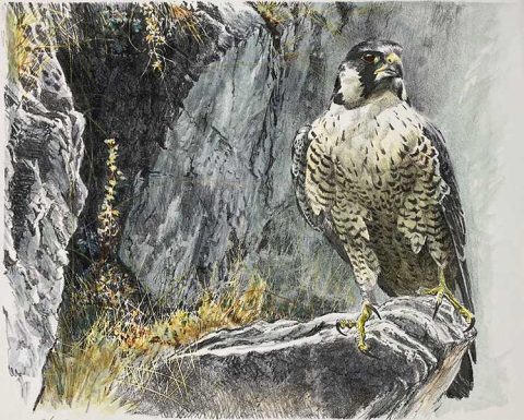 Peregrine Falcon - Hand Colored Lithograph - NaturesScene