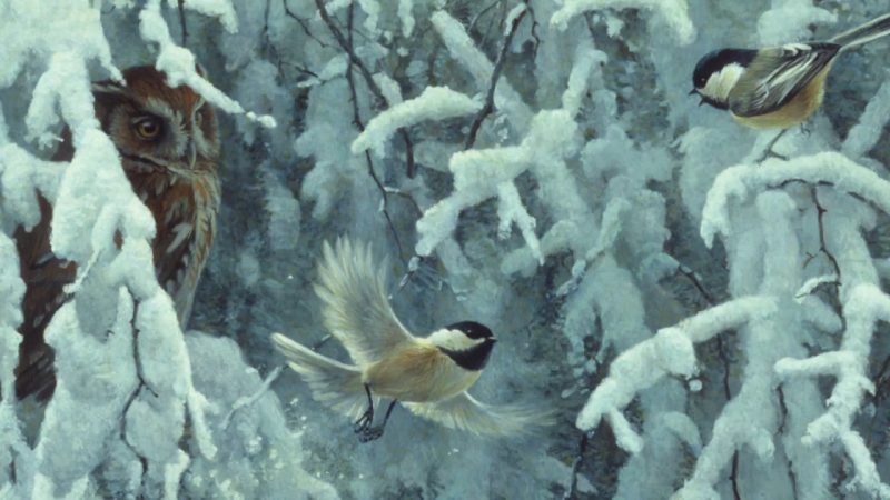 Robert Bateman - Scolding Chickadees and Screech Owl