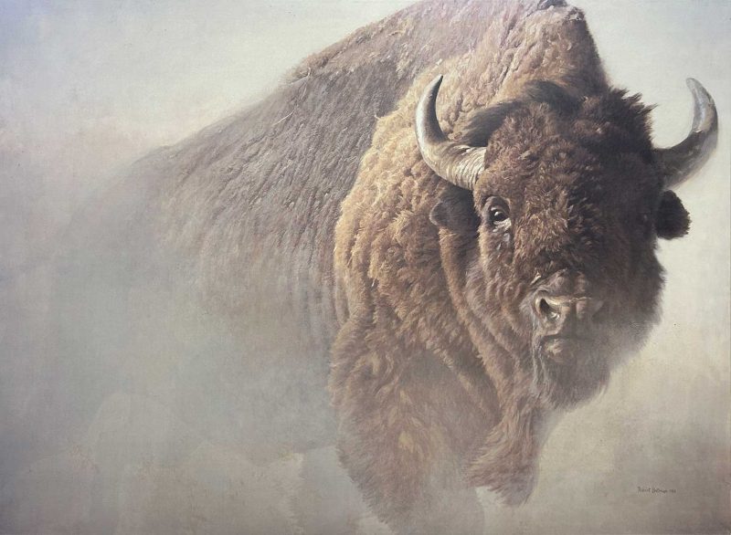 Robert Bateman-Chief American Bison