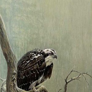 Robert Bateman-Osprey in the Rain